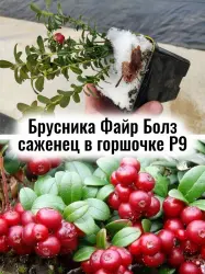 Брусника Файрболз ягоды многолетний саженец в контейнере
