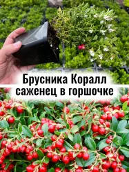 Брусника Коралл (Корал) ягоды многолетник саженец в горшочке