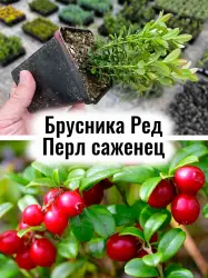 Брусника Ред Перл, Красная Жемчужина ремонтантная саженец