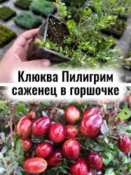 Клюква Пилигрим крупноплодная ягоды многолетний саженец 1 шт